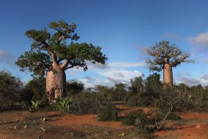 Madagascar @ Steve Evans from Citizen of the World