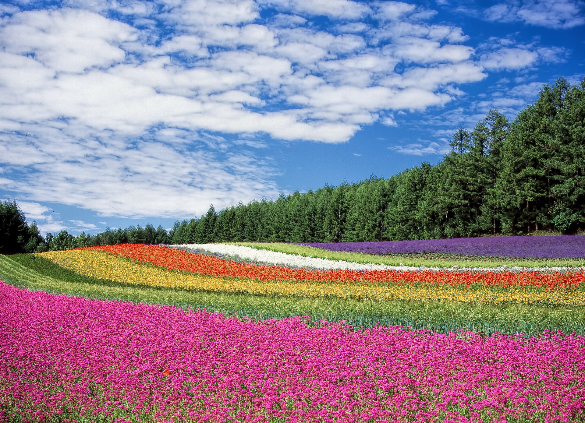 Nature, champ de fleurs © Pixabay CC0 - DeltaWorks