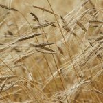 Nature, champ de blé © Pixabay CC0 - Kamelia