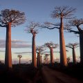 Madagascar, Morondava, la route des baobabs © wikimedia commons / Larre