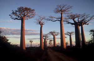 Madagascar, Morondava, la route des baobabs © wikimedia commons / Larre