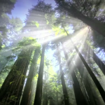 Journée de prière pour la création © Réseau mondial de prière du pape