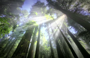 Journée de prière pour la création © Réseau mondial de prière du pape