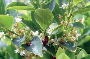 Plante de coca © UNODC