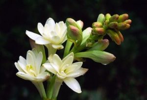 Fleur de nard, Planter pour l'Année liturgique, Forum, 4real.thenetsmith.com