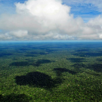 Forêt amazonienne © Wikimedia commons / Neil Palmer