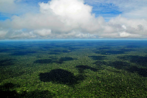 Forêt amazonienne © Wikimedia commons / Neil Palmer