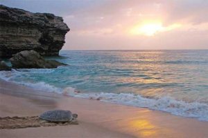 L'océan et la tortue, wikimedia commons