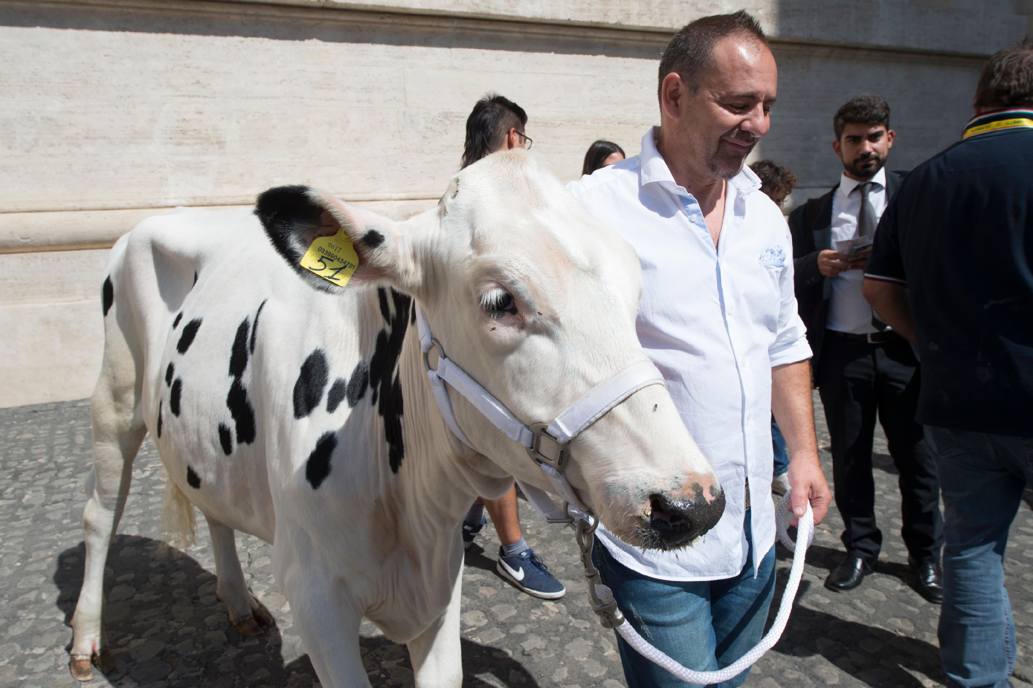 Une vache à l'audience générale, 13/09/2017 © L'Osservatore Romano