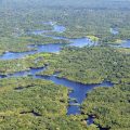 Forêt amazonienne