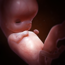11e semaine, l'embryon devient foetus, capture @ naitreetgrandir.com