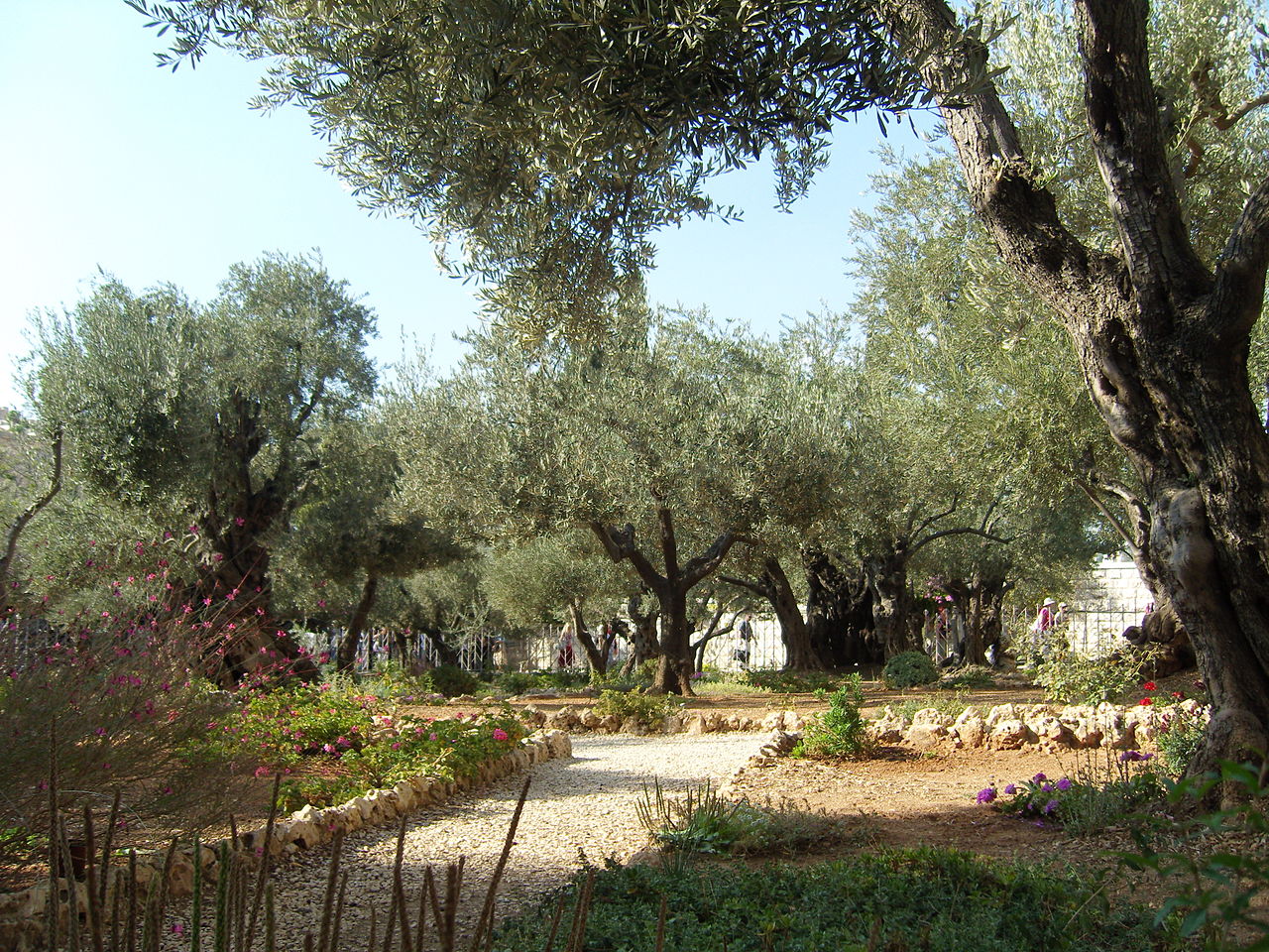 Jardin des Oliviers, Gethsemani, Jérusalem © wikimedia commons / Mewasul / CC BY-SA 3.0