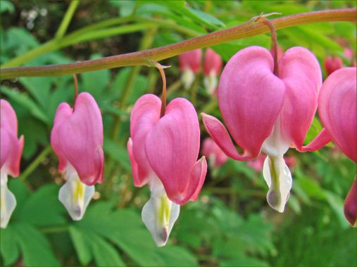 Fleurs de printemps, Coeur de Marie © wikimedia commons / unepensee-fleuriste.com/