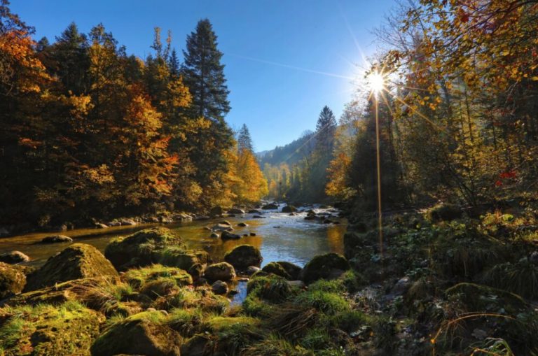 Les catholiques plaident pour mettre un terme à la perte de biodiversité © laudatosimovement.org