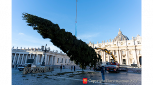 Avec ses vingt-cinq mètres de haut et un poids d'environ huit tonnes, le sapin est un cadeau de deux communes voisines, Lagundo et Val D'Ultimo. Photo : Governatorato SCV